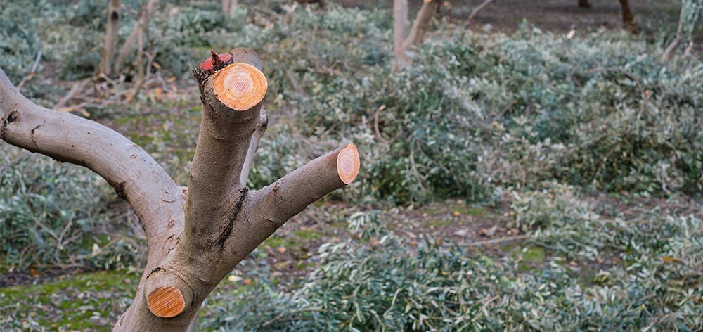 Poda de olivos en Ibiza